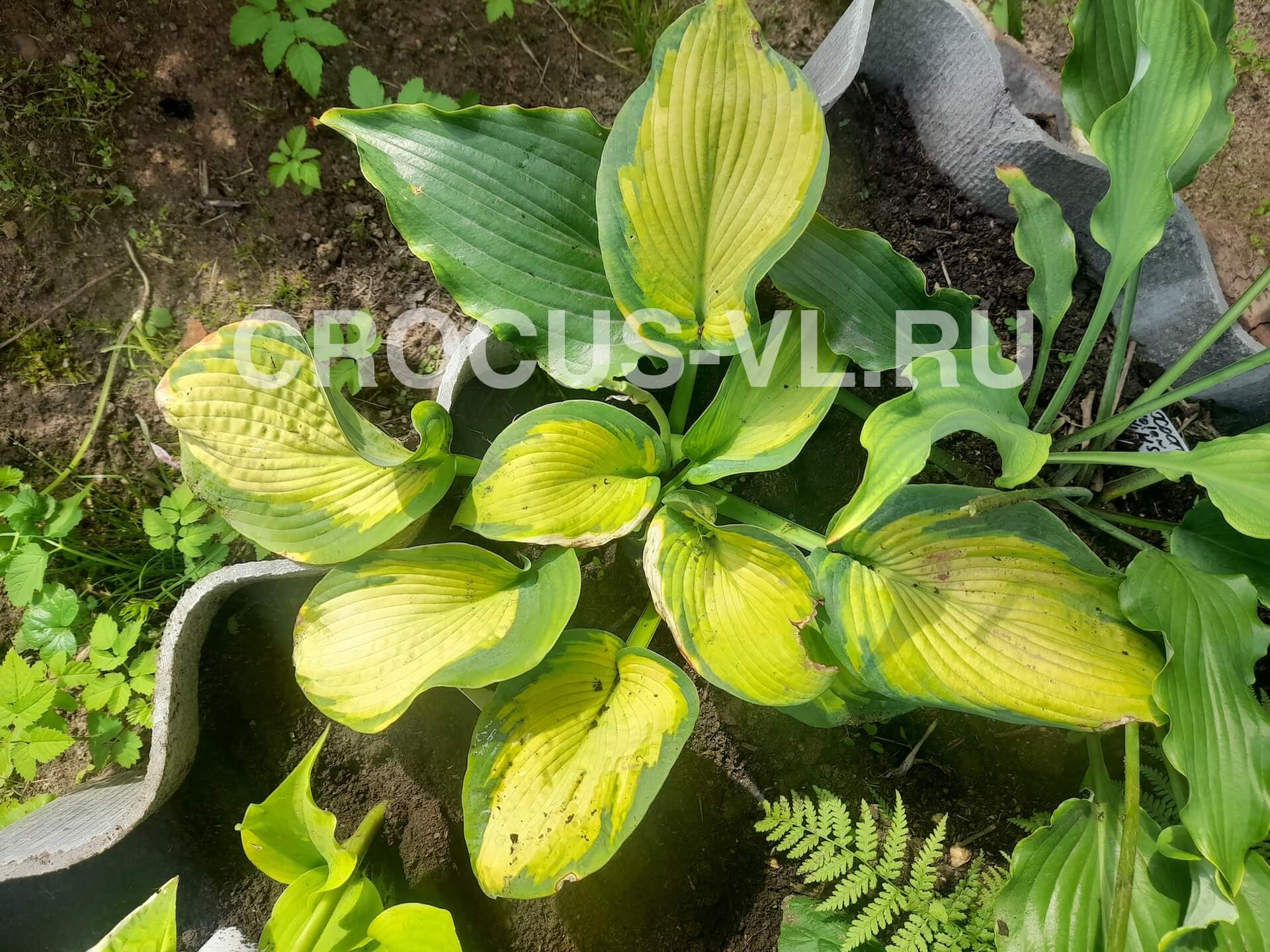 Хоста гибридная «Borwick Beauty»